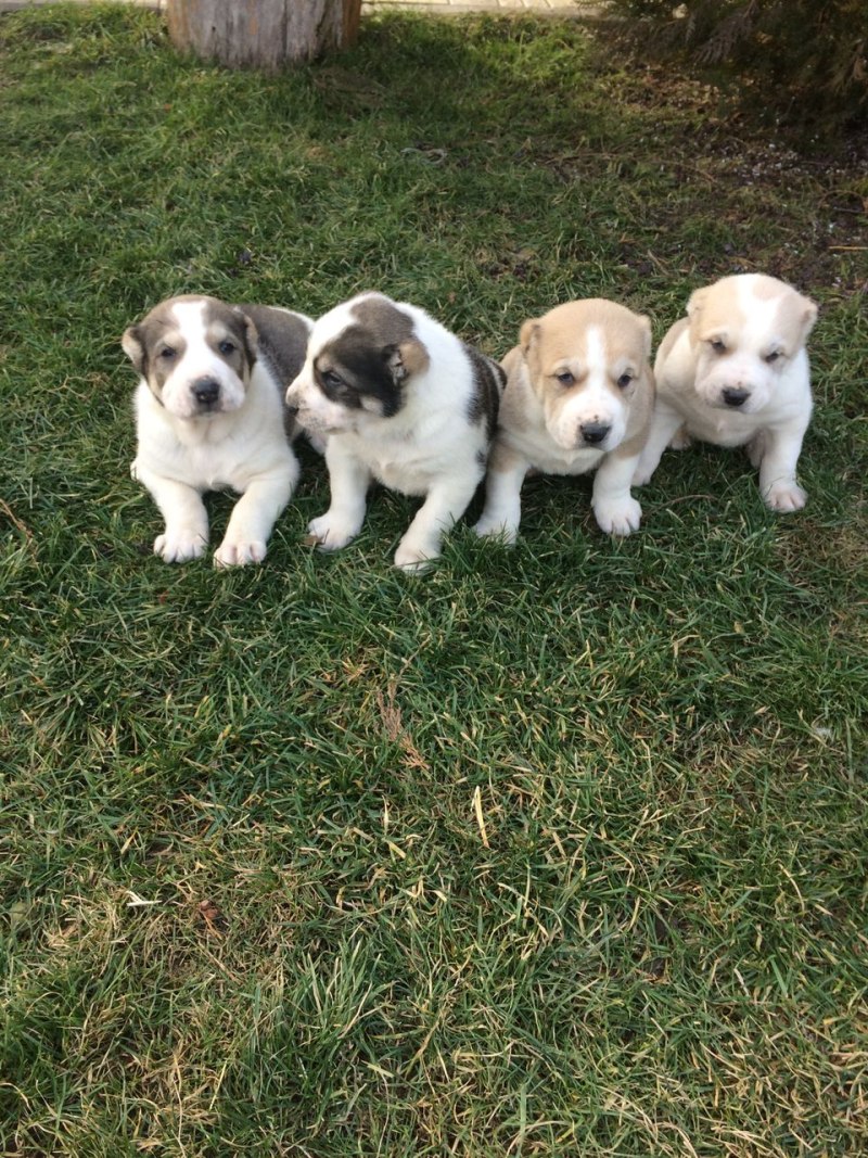 Алабай собака щенок 1 месяц