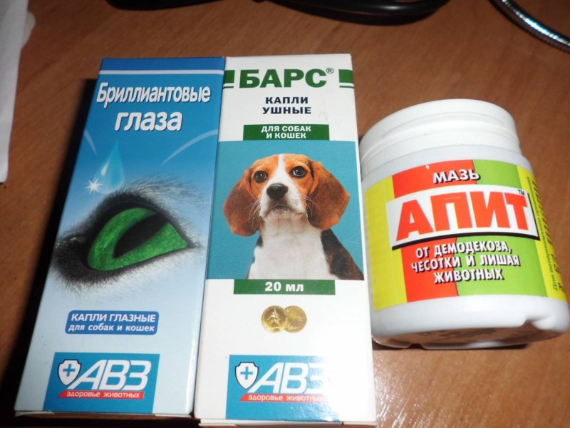 Маргинальный блефарит у животных
