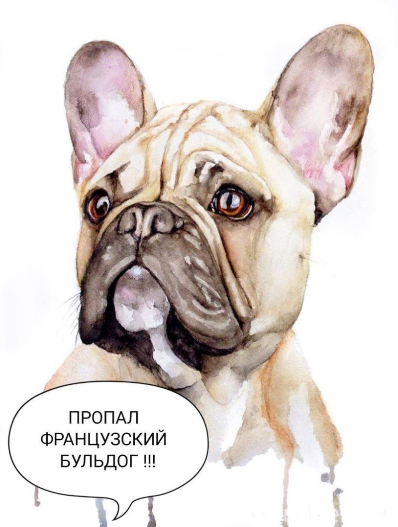 Акварельный французский бульдог