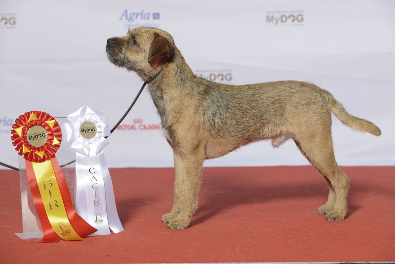 Бордер терьер Hansa