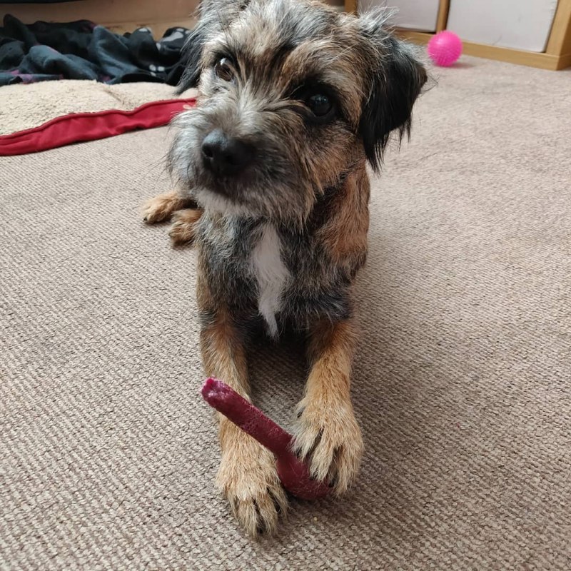 Wiry Coated Dog