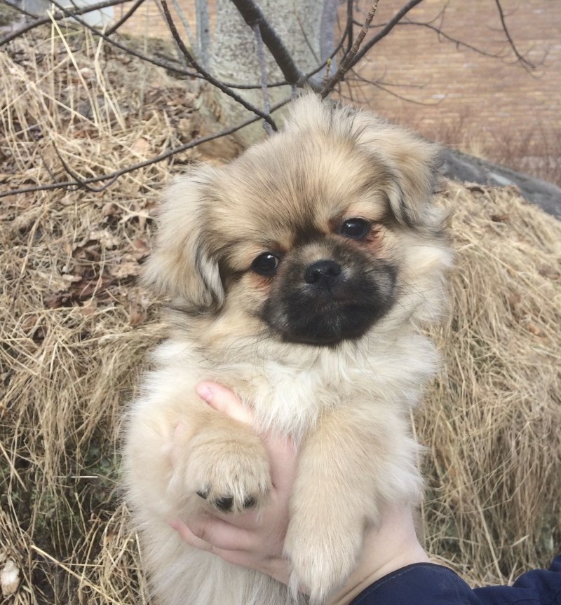 Пекинес щенок