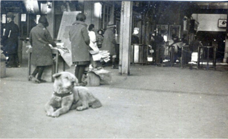 Хатико 1923