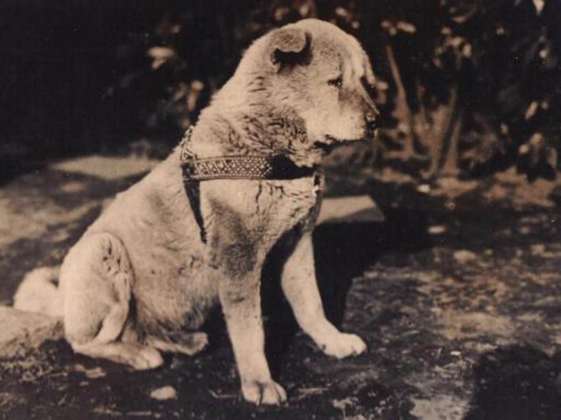 Хатико 1934
