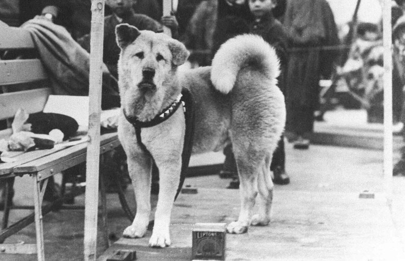 Хатико 1925