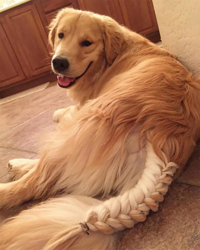Ешкорский терьер
