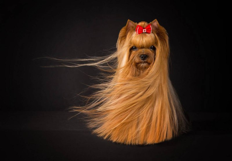 Йоркширский терьер фотографрр
