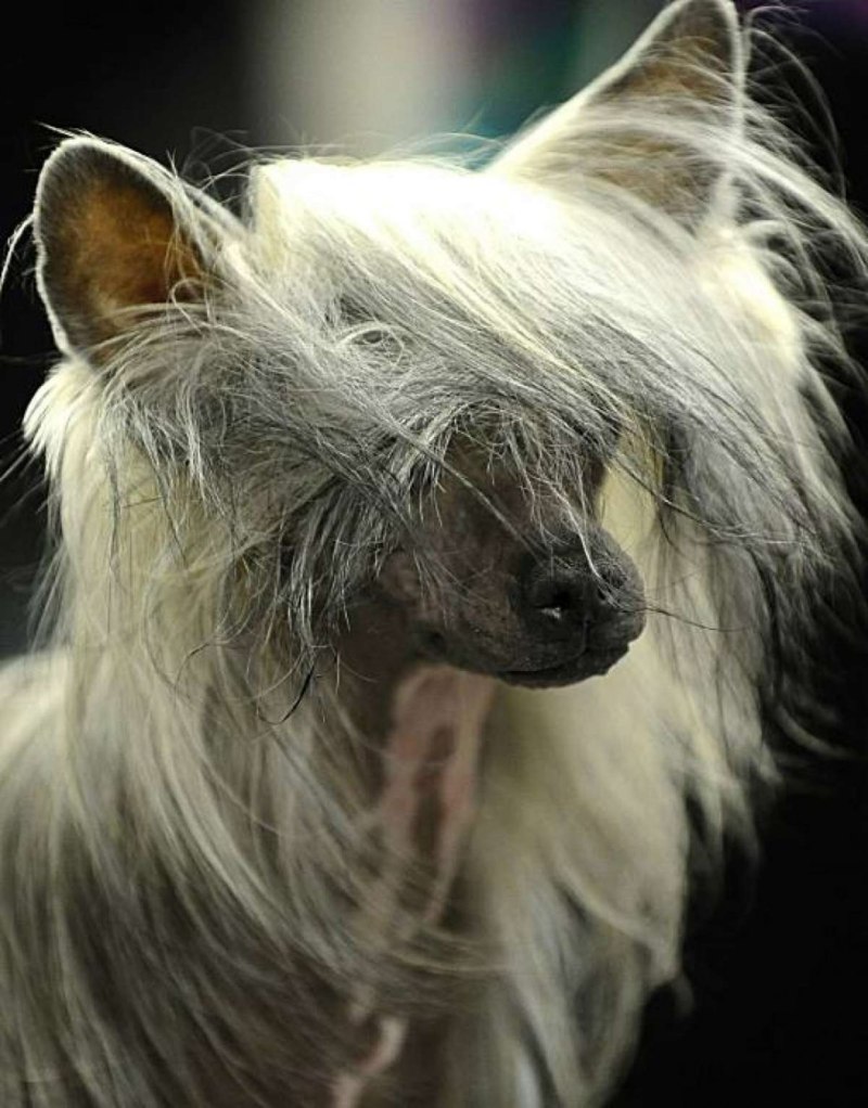 VIP Pets Нила