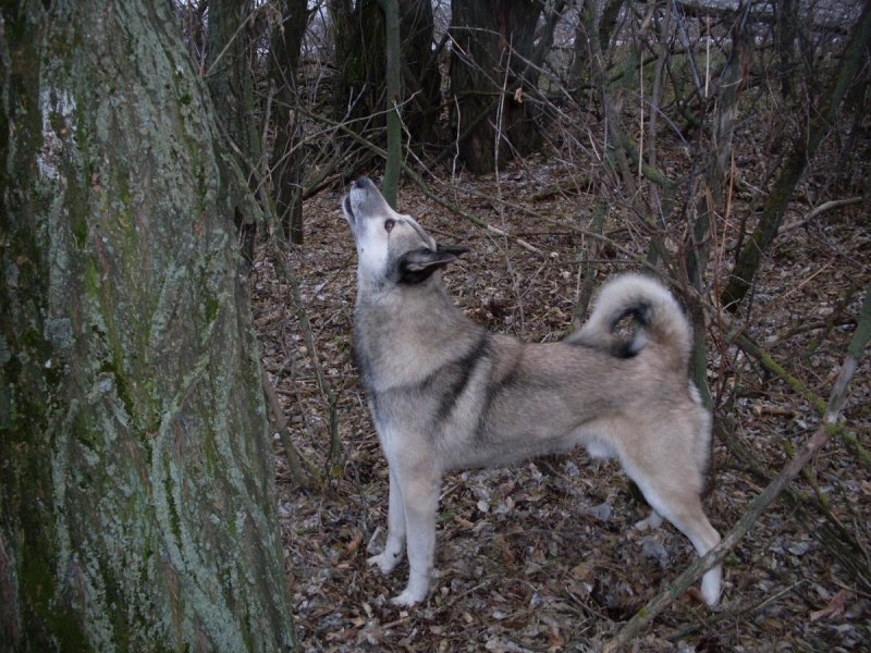 Лайка соболятница
