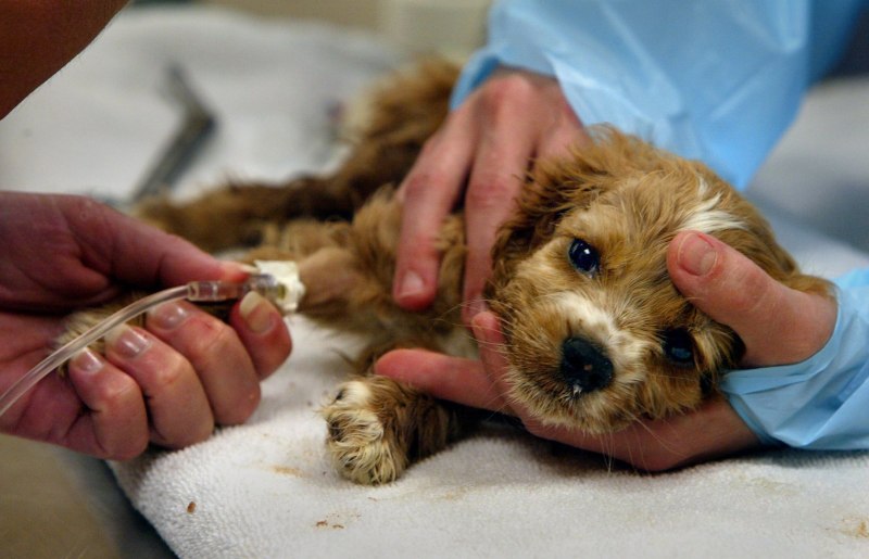 Canine influenza: is Dog Flu something to worry about?