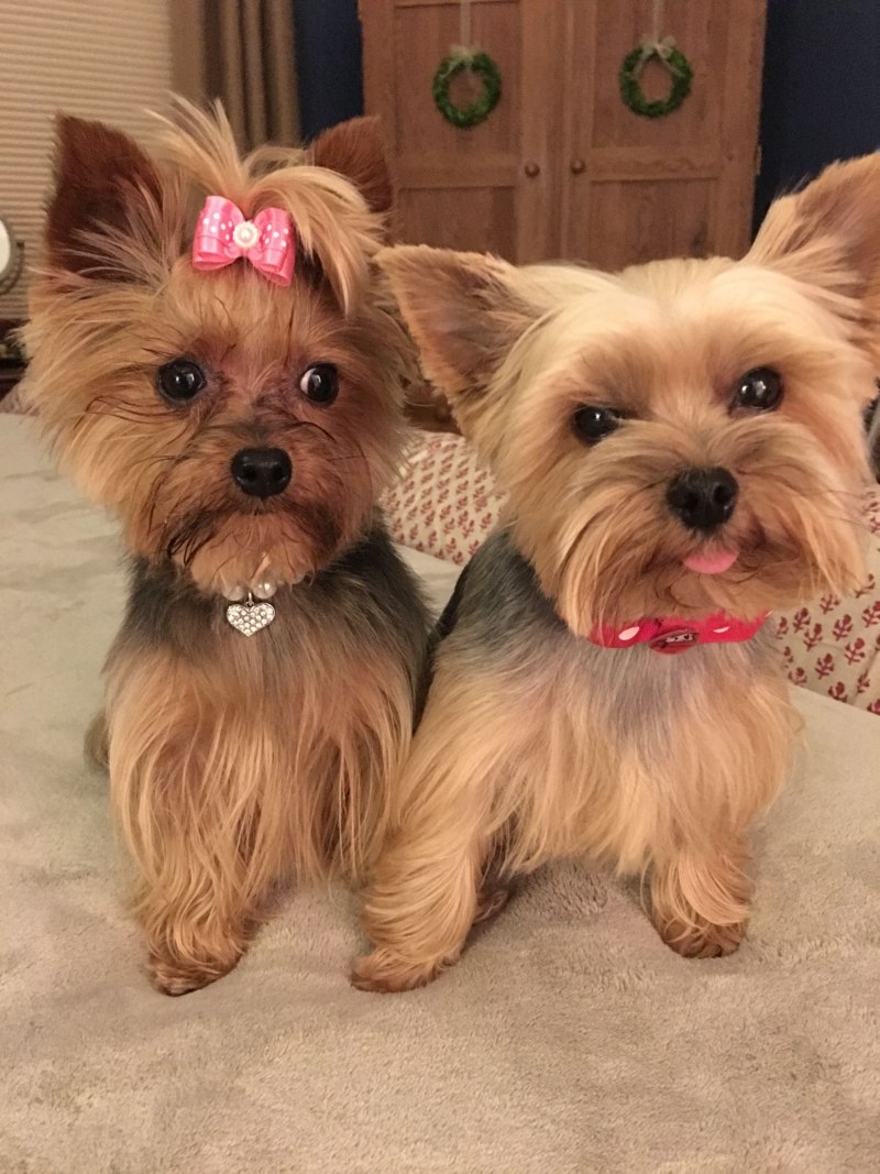 Йоркширский Chiwawa