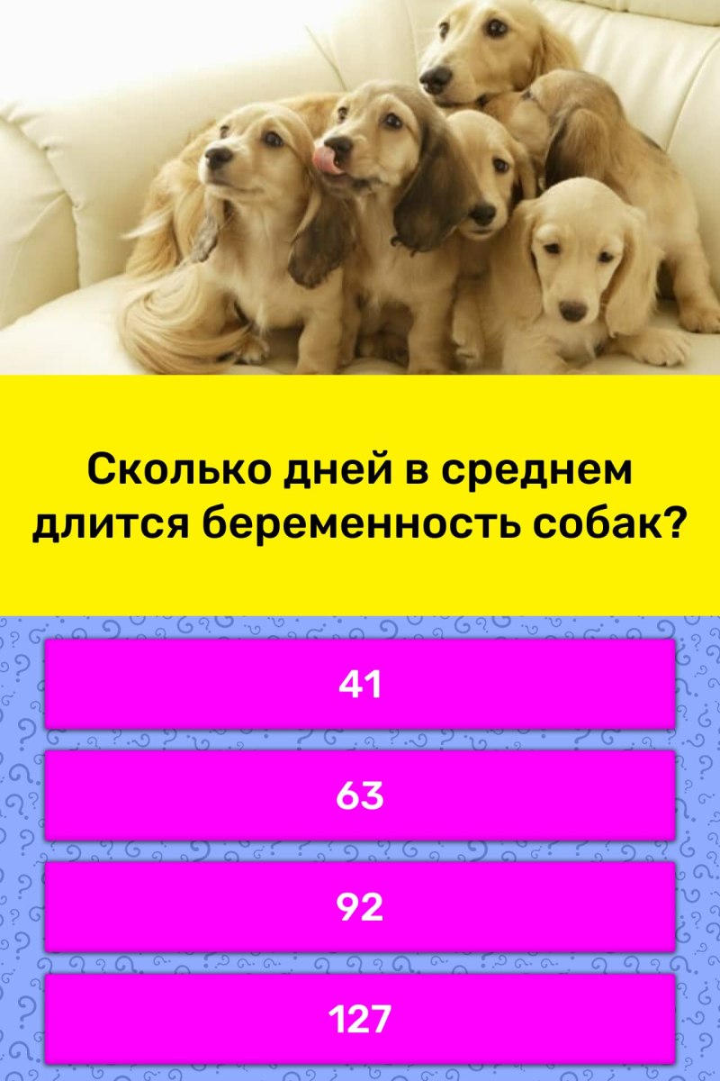 Беременность у собак Продолжительность