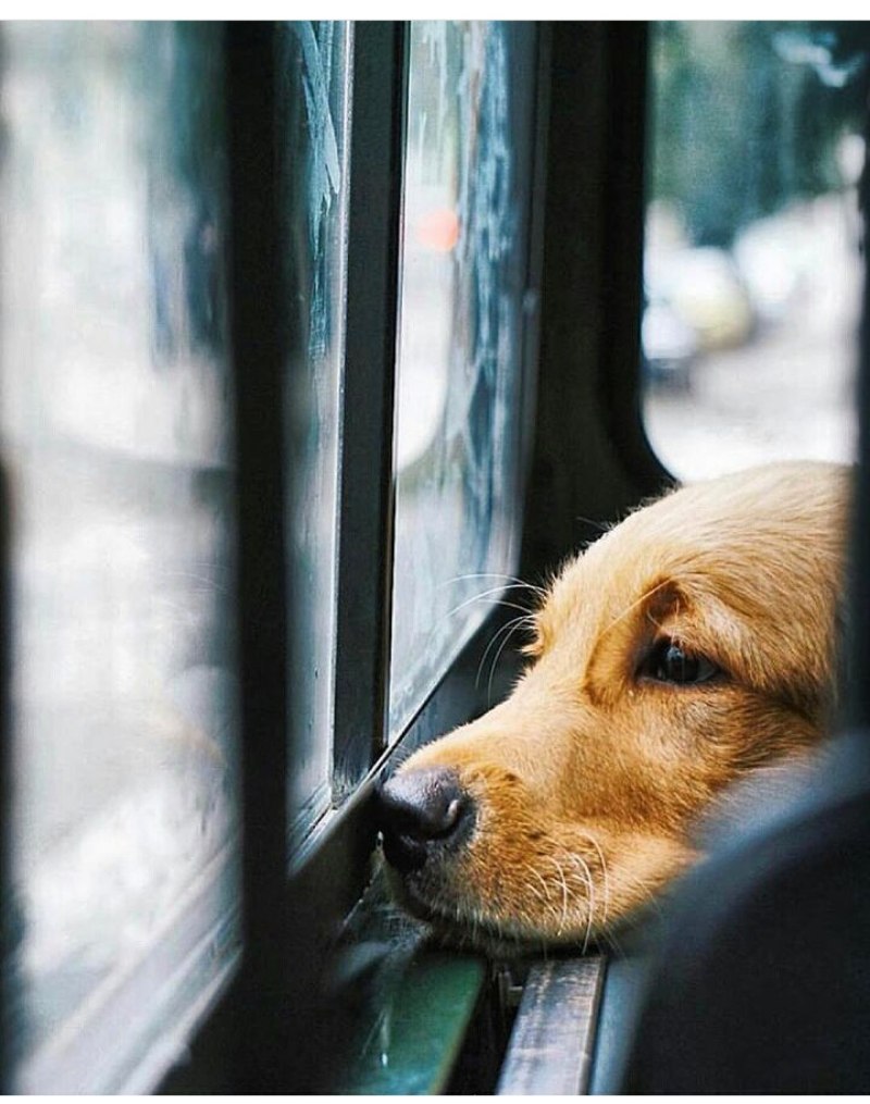 Печальная собака