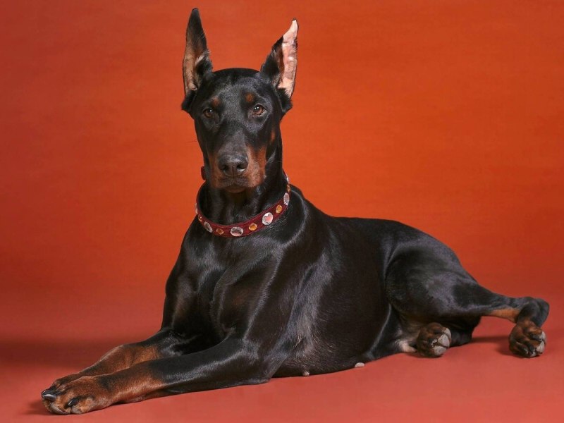 Dobermann sw300cr