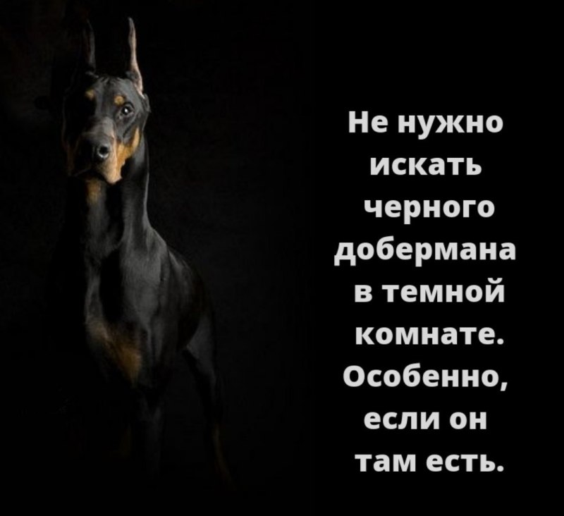 Доберман на улице