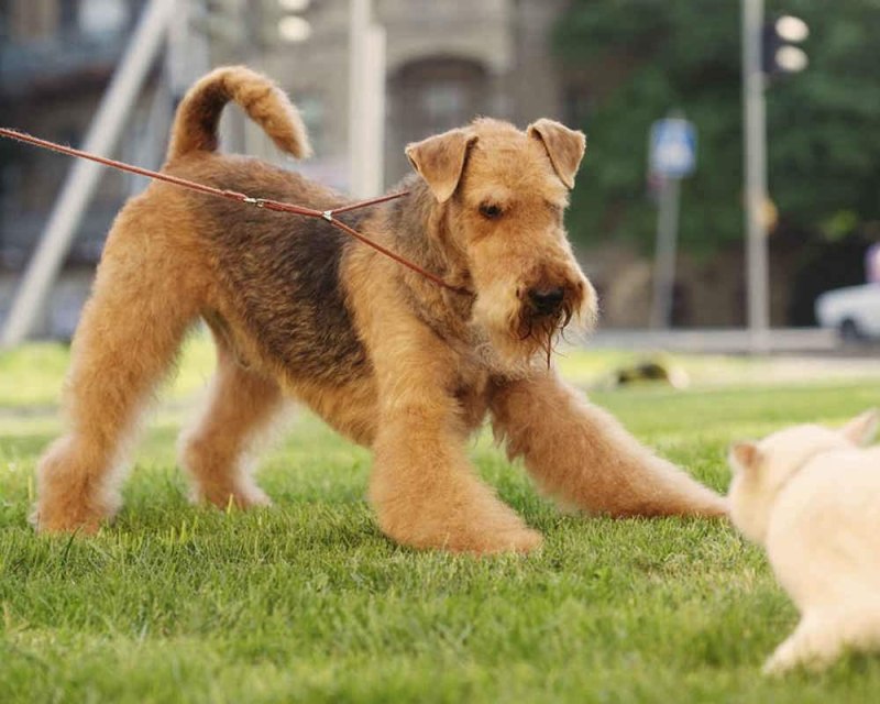 Airedale Terrier Puppies