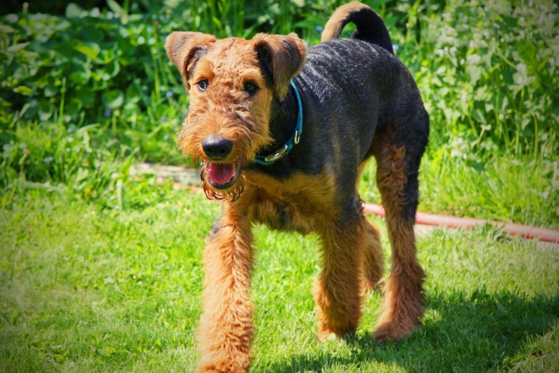 Airedale Terrier собака маленький