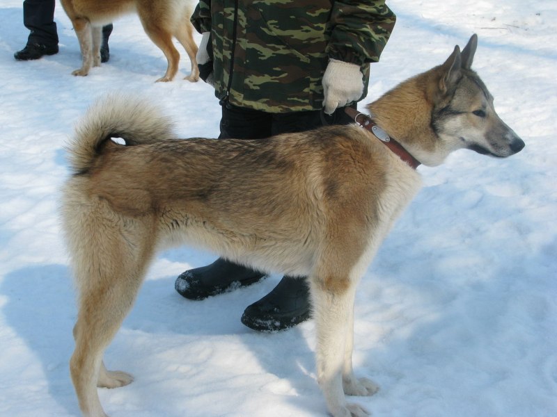 ЗСЛ Звягина Сергея