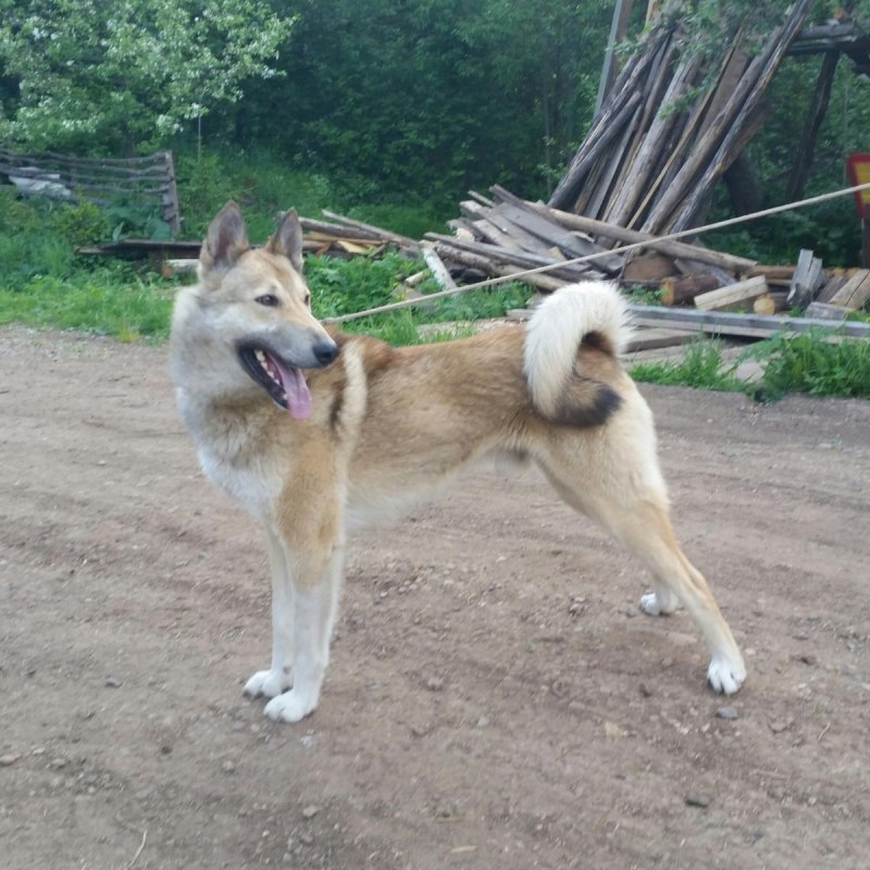 ЗСЛ Гайна Толкмит