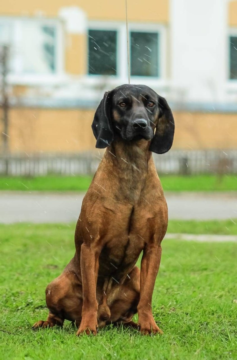 Bavarian Mountain Scenthound