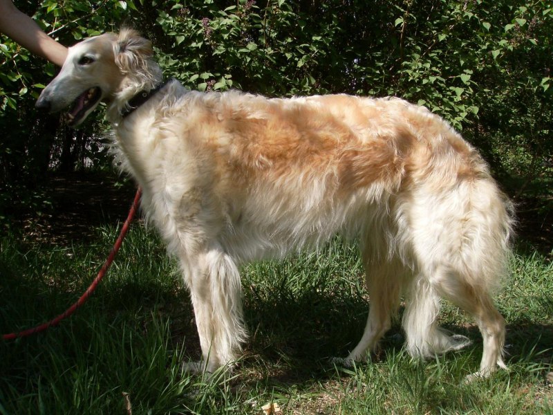 Русская гончая и русская псовая борзая