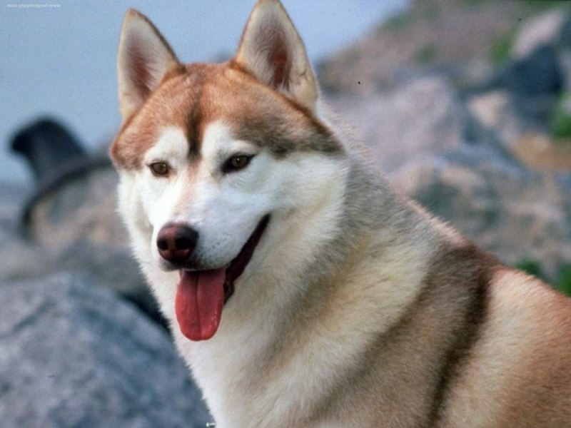 Эскимосский шпиц