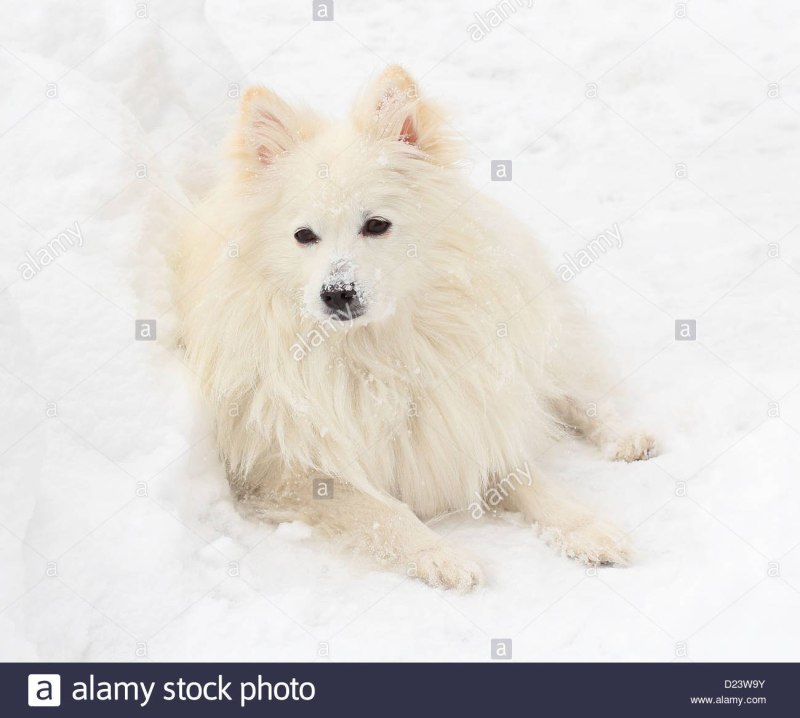 Американский эскимосский шпиц