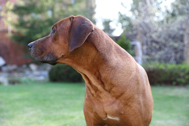 Kotzdiät Rhodesian Ridgeback