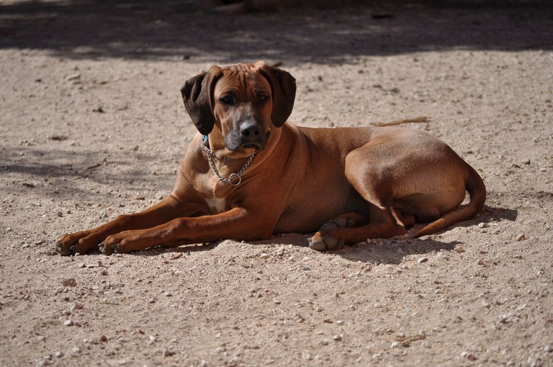 Vietnamese Ridgeback Dog