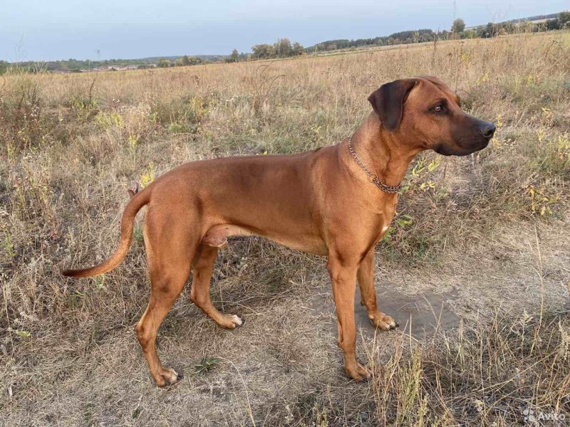 Rhodesian Ridgeback
