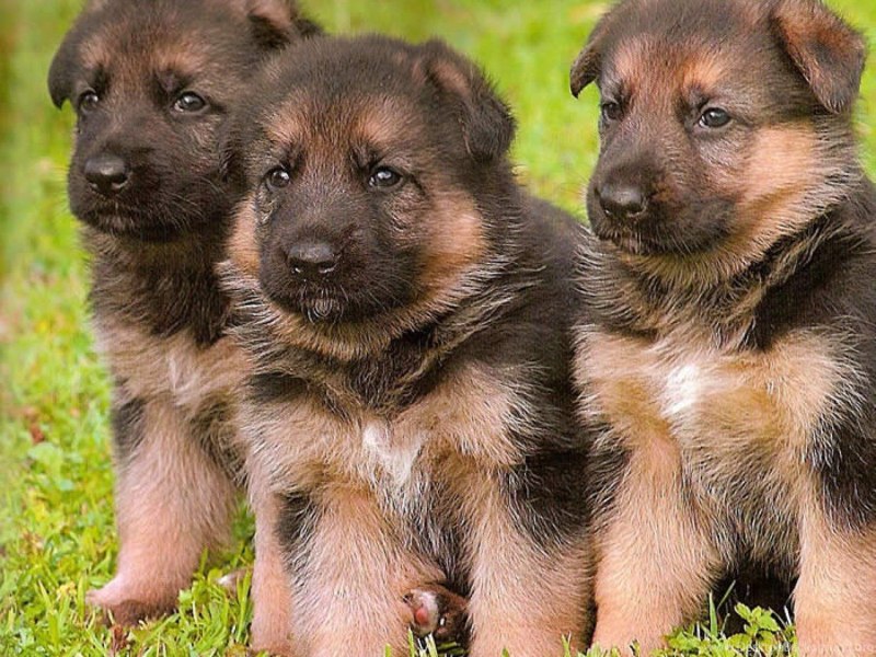 German Shepherd немецкая овчарка щенок