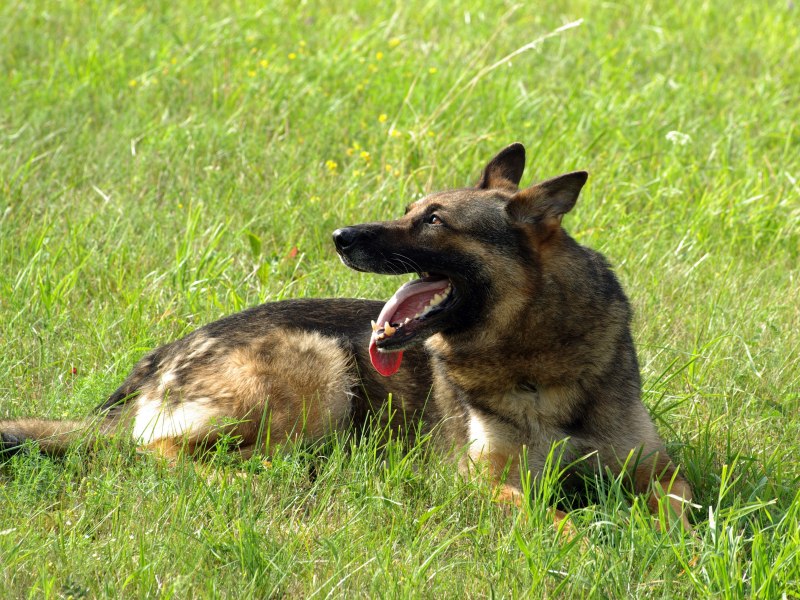 Немецкая овчарка и Wolfdog