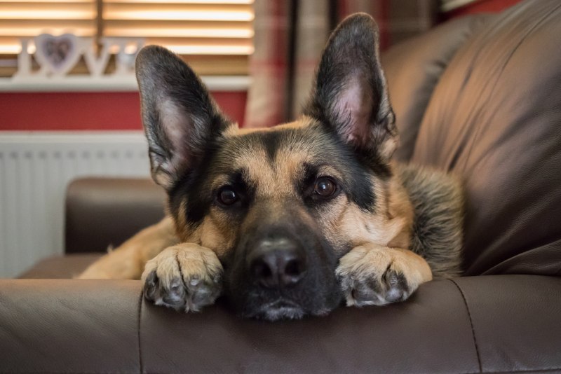 German Shepherd немецкая овчарка