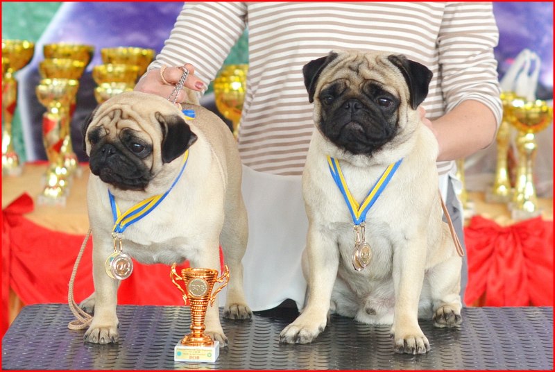 Мопс чемпион мира