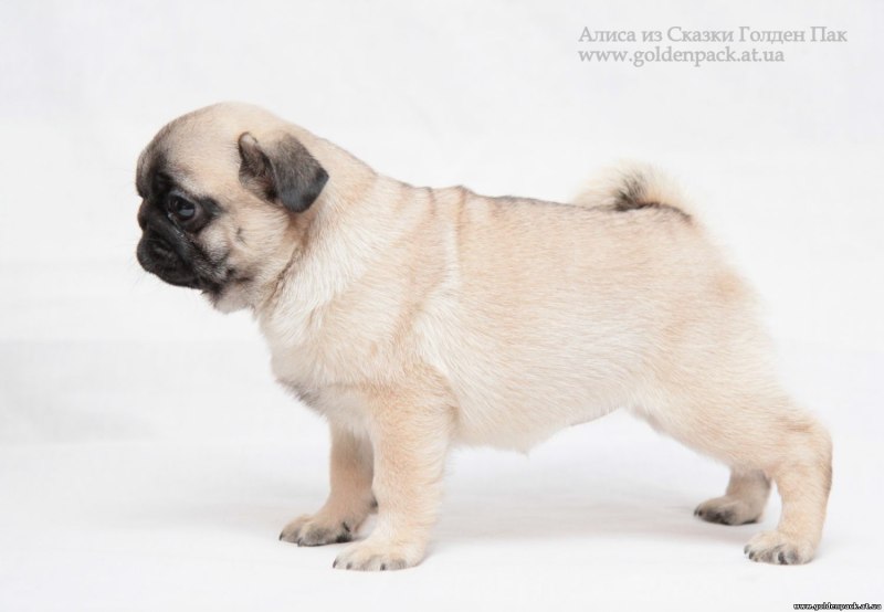 Dog show Pug