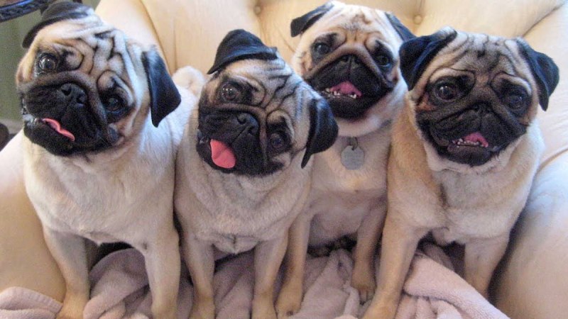 Pug Мопс