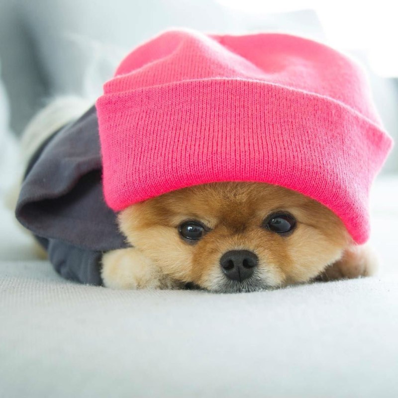 Трое померанский шпиц jiffpom