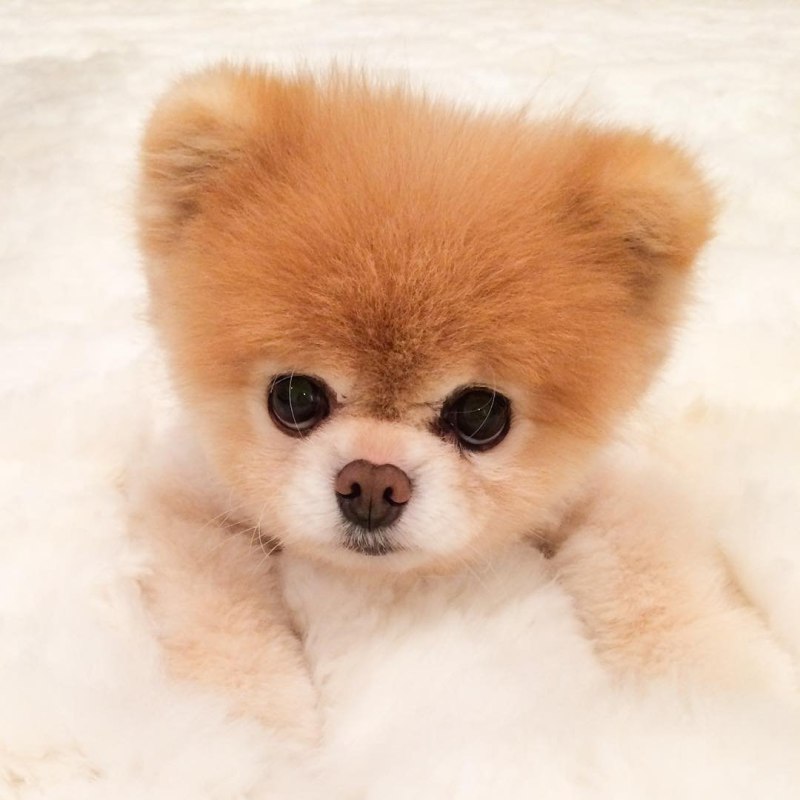 Померанский шпиц Boo