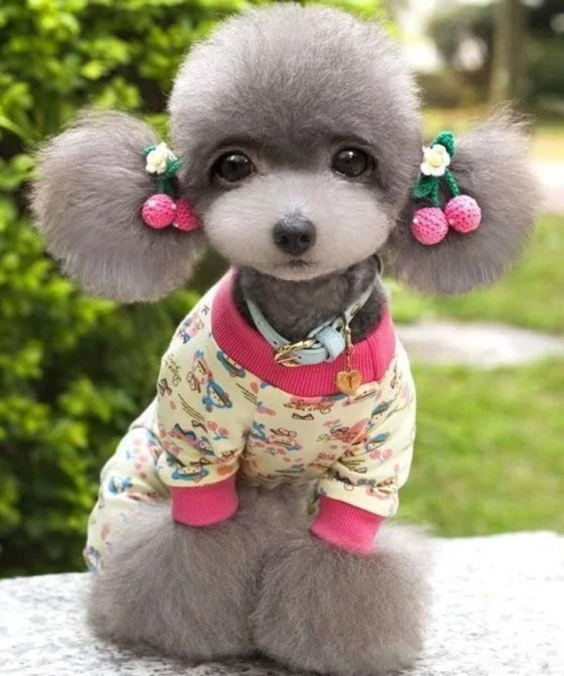 Японский пудель