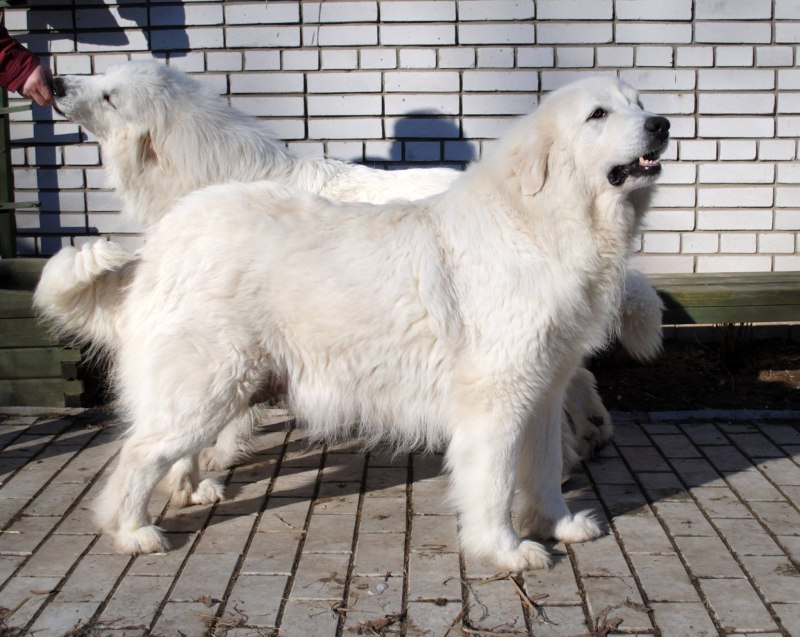 Альпийская Горная собака
