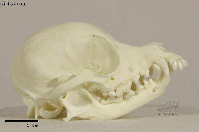 Skull Dog фурсьют