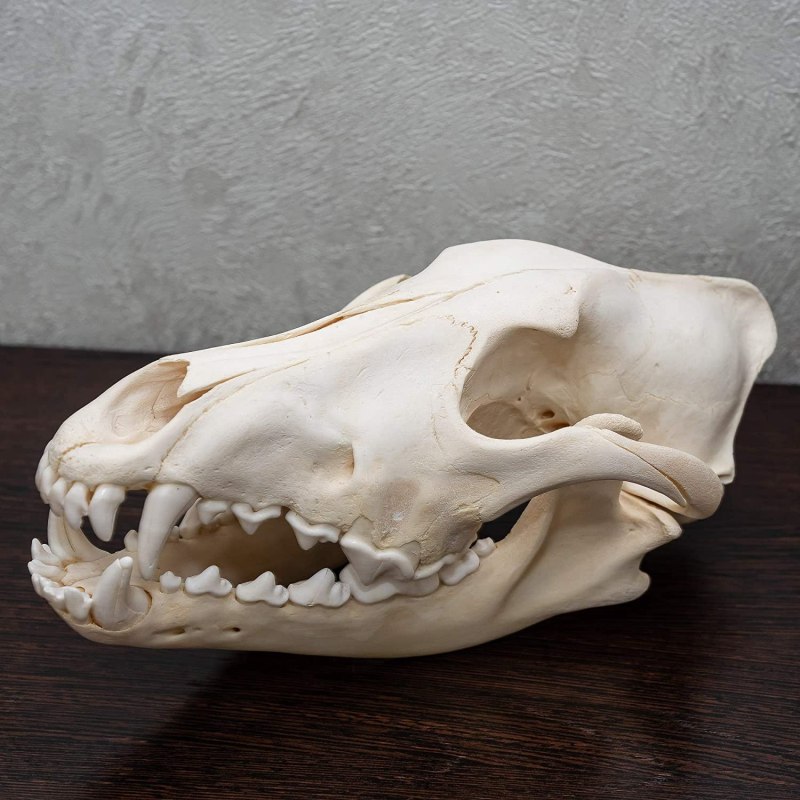 Череп козы