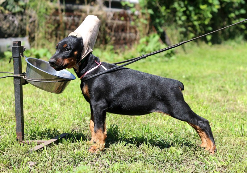 Doberman Puppy