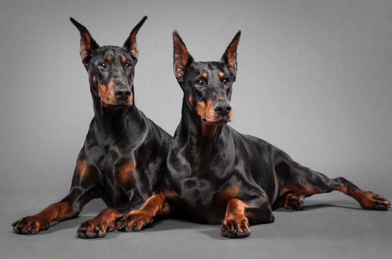 Dobermann sw300cr
