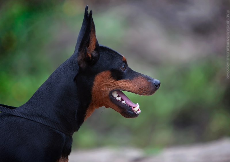 Doberman and Carhartt