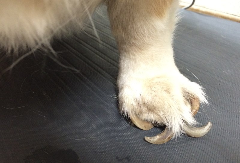 Nails Band Dog