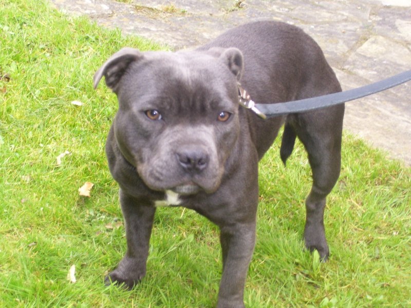 Staffordshire bull Terrier Puppies