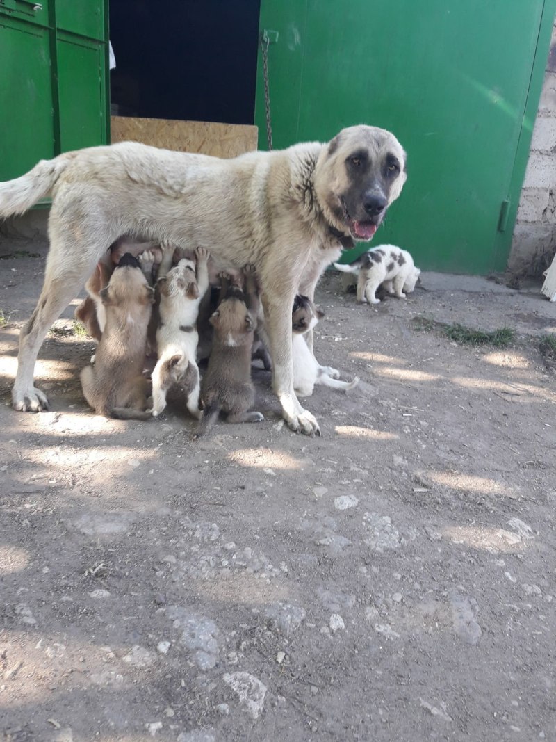 Смесь кангала и алабая