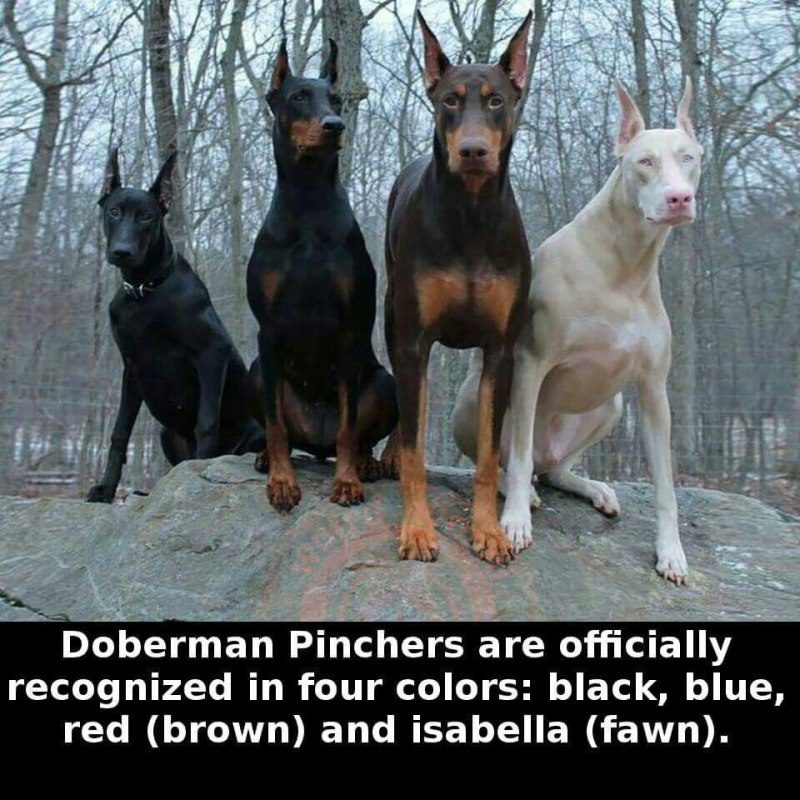 Doberman Dog meme