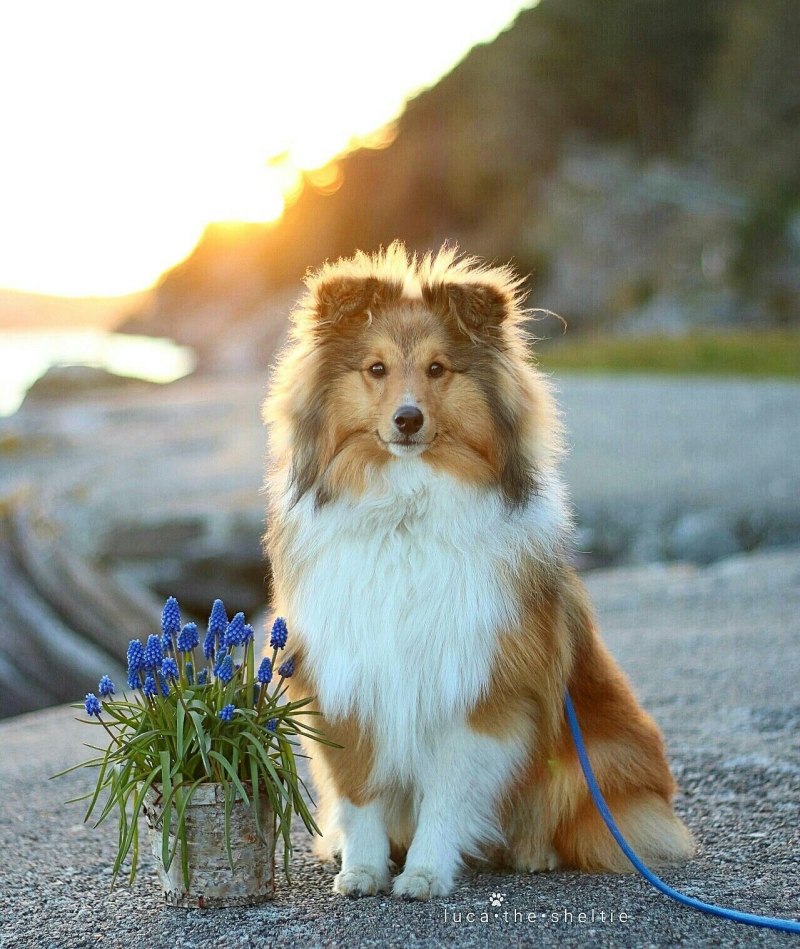 Колли шелти